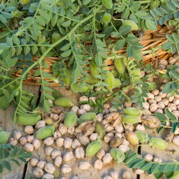 Légumes Secs - Pois Chiche Twist - 10 m - Cuisine du Monde - face recto